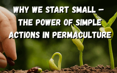 Why We Start Small – The Power of Simple Actions in Permaculture