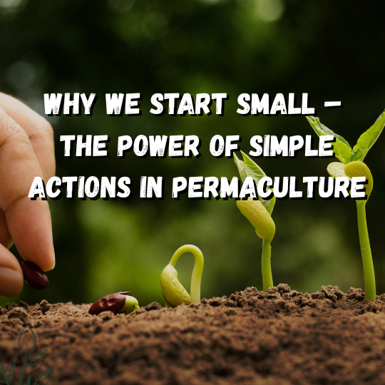 Why We Start Small – The Power of Simple Actions in Permaculture