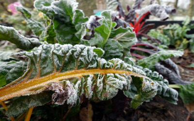 What You Can Still Do in Your Garden This Winter